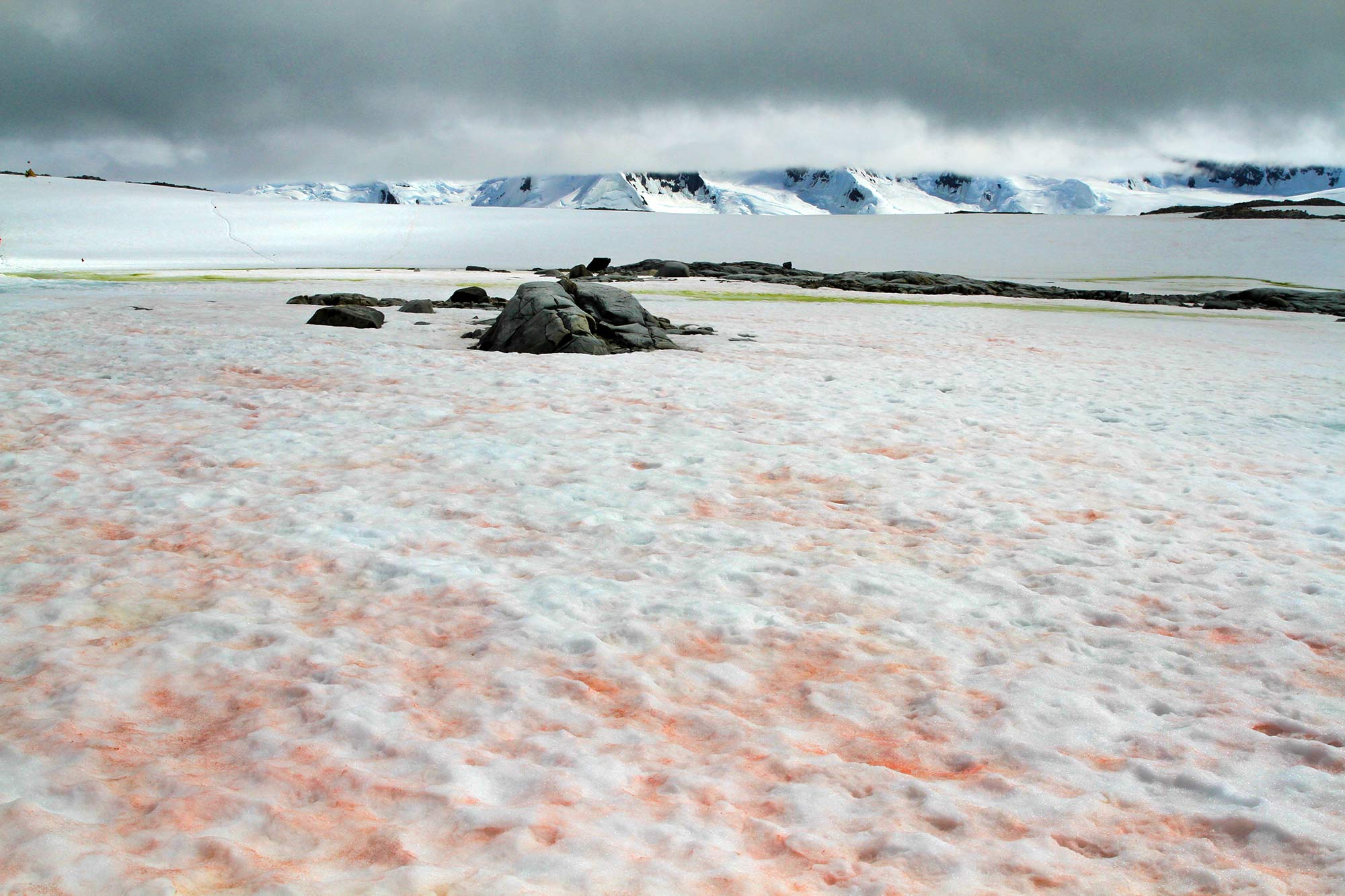 Plenitude, énergie, écologie, neige rouge, neige de pastèque, algue de neige