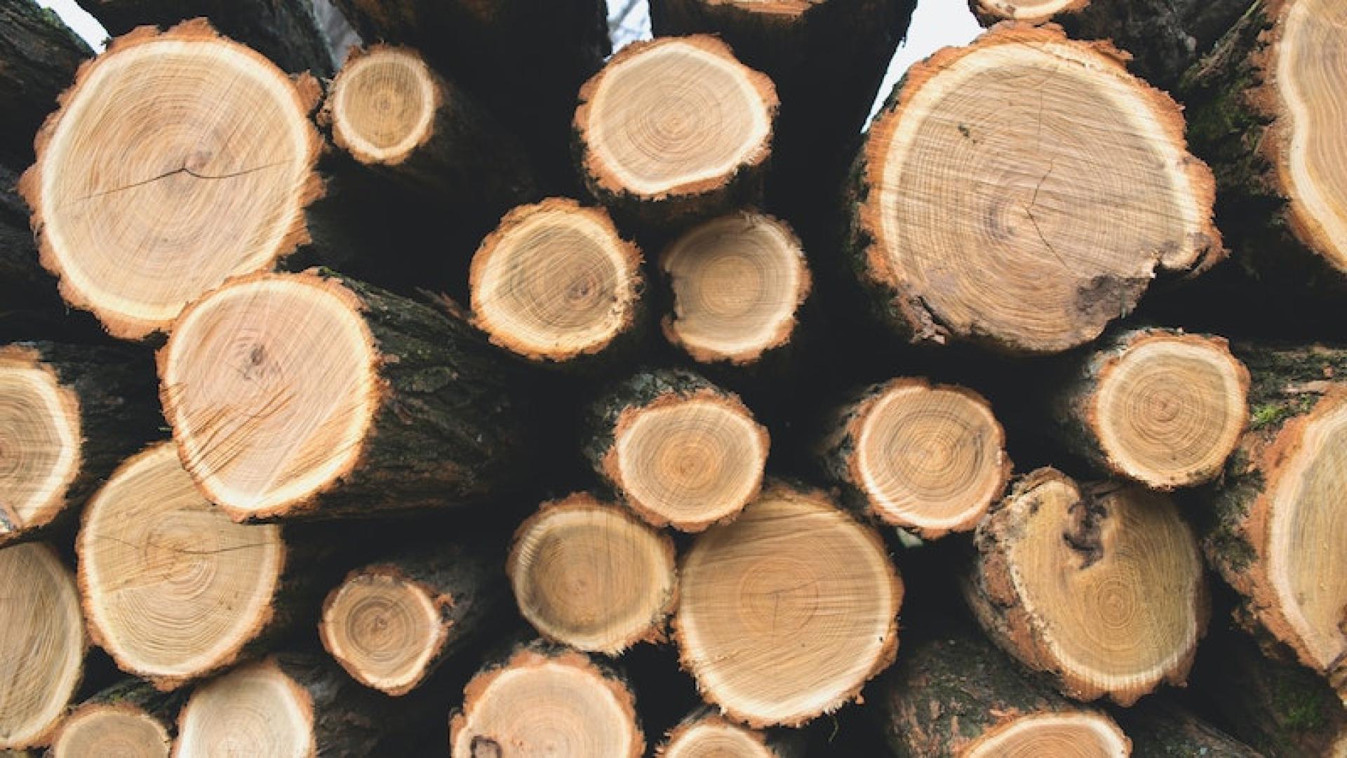 Comment Est Produite La Biomasse - Plenitude, En Lumière Magazine de l'énergie et de l'écologie