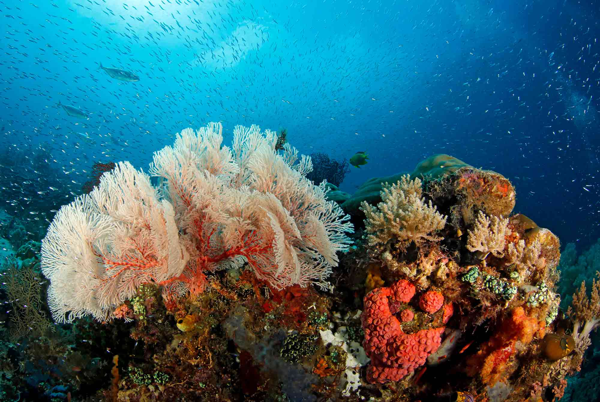 Plenitude, Coral Guardian, récif corallien