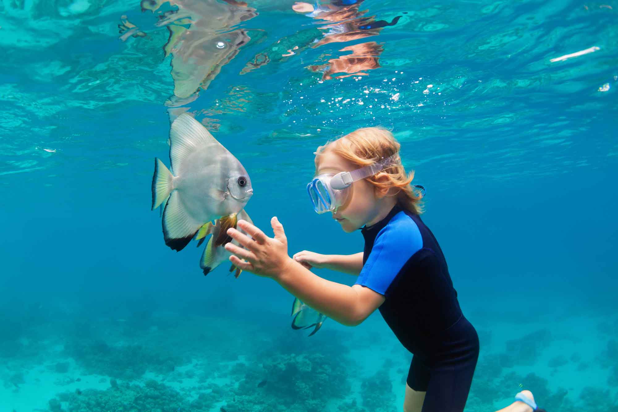 Plenitude, ocean census project, ten year census of ocean life, découverte 100 000 espèces marines